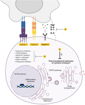 Targeting Signal 3 Extracellularly and Intracellularly in Graft-Versus-Host Disease